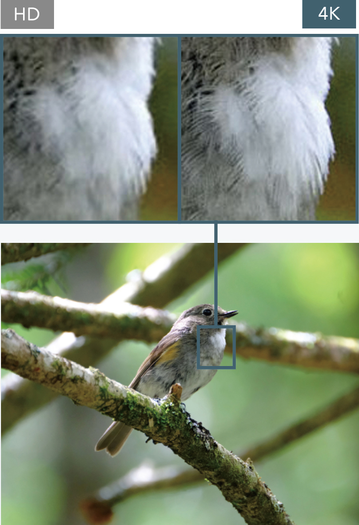 [photo] Zoomed in example of HD versus 4K resolution comparison of the chest feathers of a small bird