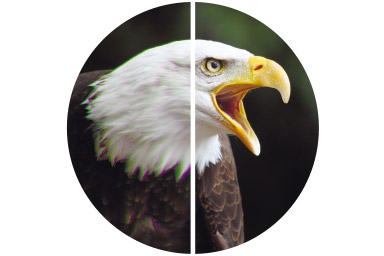 [photo] Bald eagle with mouth open