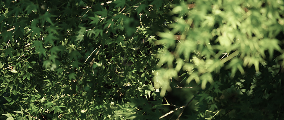 [photo] Tree leaves in the foreground out of focus and tree leaves in background in focus