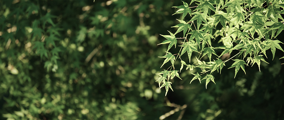 [photo] Tree leaves in the foreground in focus and tree leaves in background out of focus
