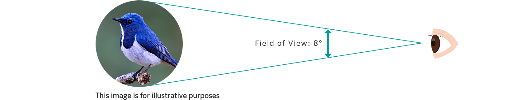 [image] Field of View: 8°
