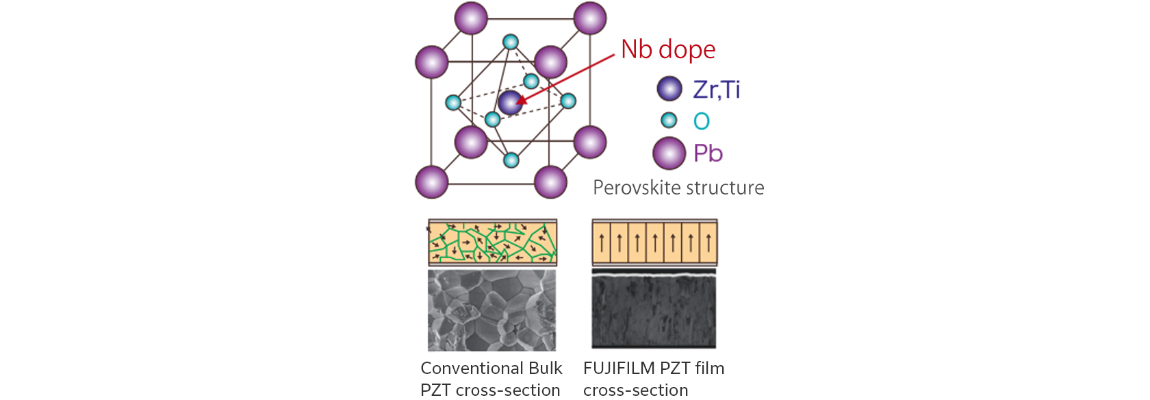 These show the crystal structure of Nb-doped PZT, the cross-sectional SEM images of conventional bulk products and Fujifilm’s thin membranes, and a schematic diagram of the polarization direction. Nb-doped PZT has niobium inserted in the center of the crystal lattice instead of zirconium or titanium. Unlike bulk products, our thin membrane’s structure is composed of crystal columns that extend in the direction of the coating thickness, with the polarization direction aligned in the same direction.