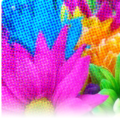 [image] Close up of a bouquet of multi-colored flowers