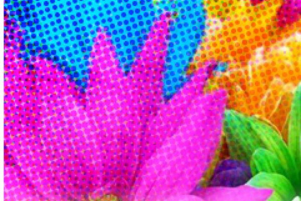 [image] Close up of a bouquet of multi-colored flowers