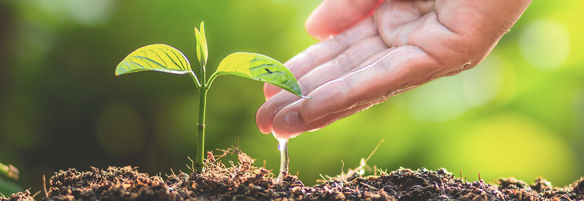[image] Hand dripping with water touching leaf of small, green plant