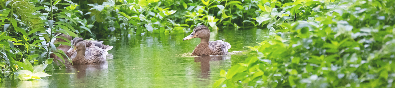 Three ducks swimming in the river.